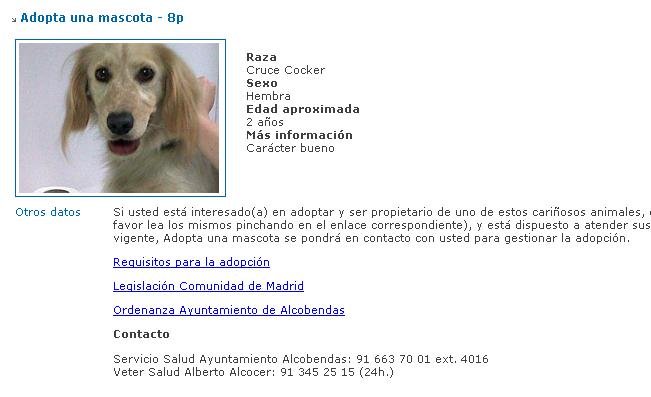 Campaña de adopción de mascotas en la ciudad
