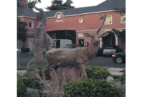 Roban los cuernos del ciervo y las cámaras no lo "ven"