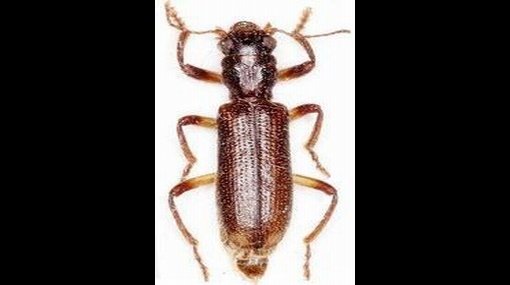 Nueva especie de insecto fue descubierta en España