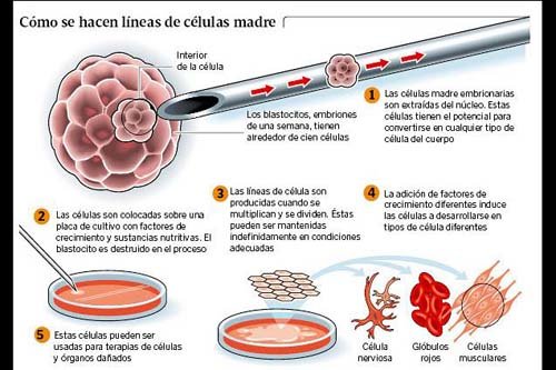 Prohíben patentar las células madre embrionarias en Europa