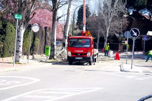 Los vecinos aprobaron la tala de árboles en las calles del Soto
