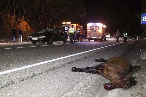 Un conductor de 33 años, grave al chocar contra un caballo