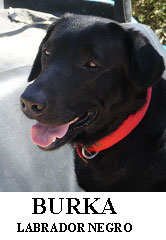 AYÚDANOS A ENCONTRAR A NUESTRA PERRITA BURKA