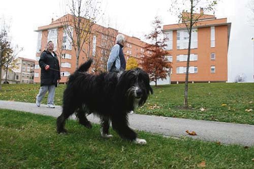 Lleve siempre atado a su perro y recoja sus defecaciones