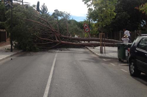 Un pino gigante obliga a cortar el tráfico en Camino Nuevo