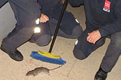 El parque de bomberos de Alcobendas, infestado de ratas