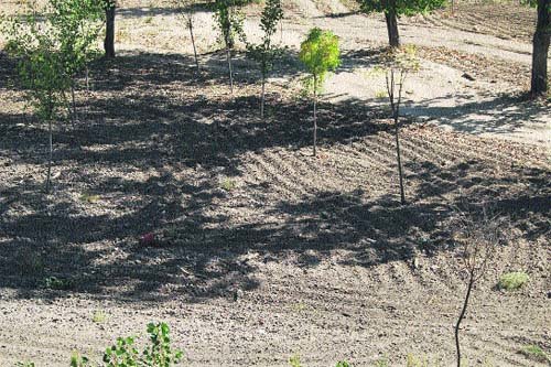 En estudio, utilizar alguna zona verde de La Moraleja