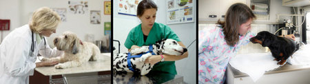 Guerra de precios entre las clínicas veterinarias de la zona norte