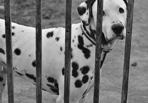 Campaña en favor de los animales sin techo 'Eres el Mejor'