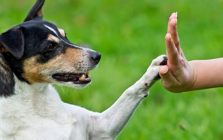 Nuevos cursos de 'Adiestramiento Canino'