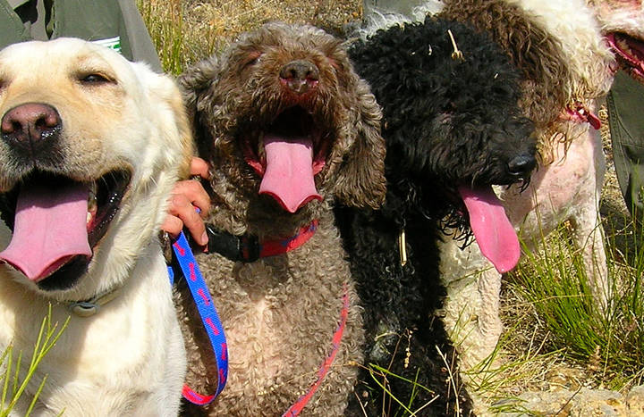 Programa de Adiestramiento canino