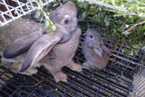 Patos y conejos 'muertos a palos' en Alcobendas