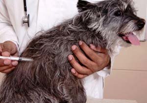 Campaña 'municipal' de vacunación de perros y gatos