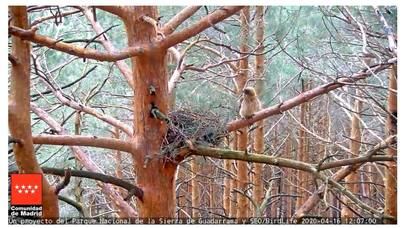 La Comunidad de Madrid instala una webcam en un nido de águila calzada en el Parque Nacional de la Sierra de Guadarrama