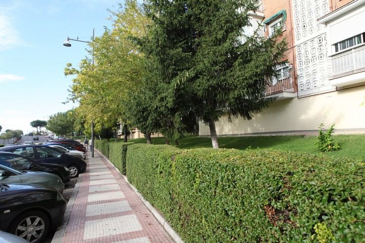 Nueva Campaña Verde en Alcobendas para la reposición de árboles y plantas