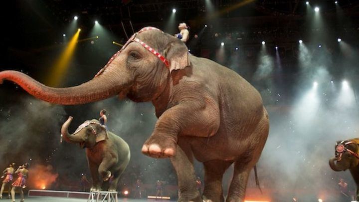 San Sebastían de los Reyes permite de nuevo los circos con animales trás 4 años de prohibicón