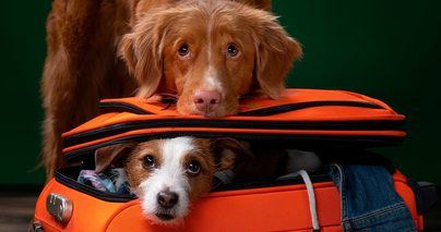 El aeropuerto de Barajas inaugura un parque para perros