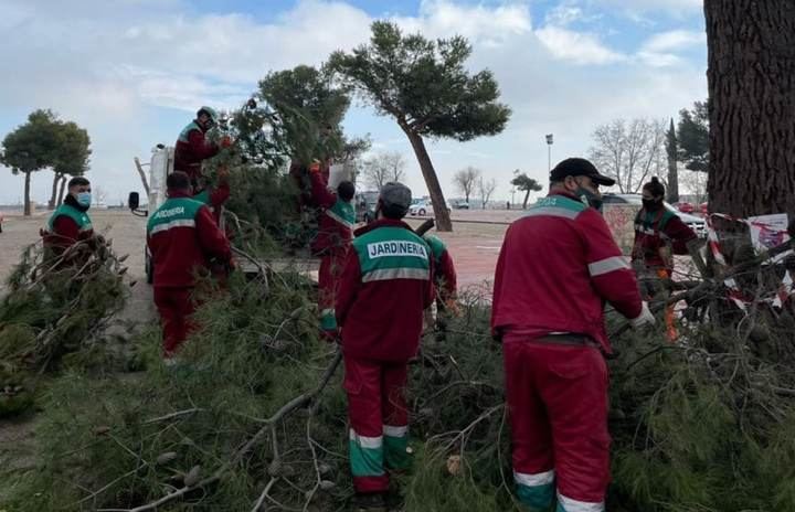 Sanse evalúa los daños en su patrimonio verde tras el paso de Filomena