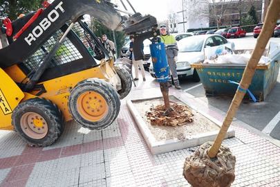 El Ayuntamiento plantará 1.773 nuevos árboles en la ciudad