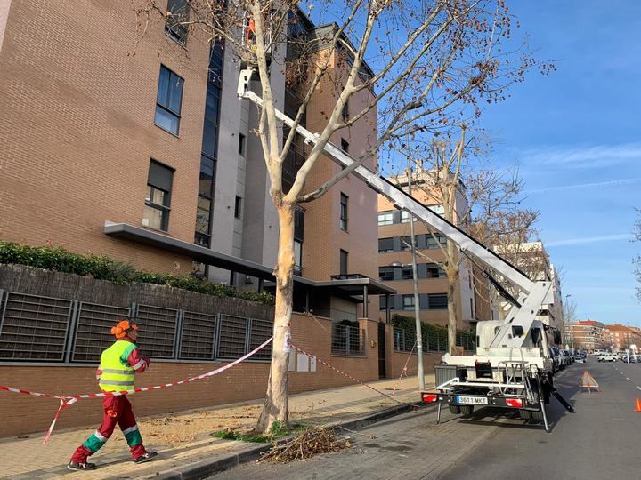 Campaña de poda con más de 3.100 actuaciones en Sanse