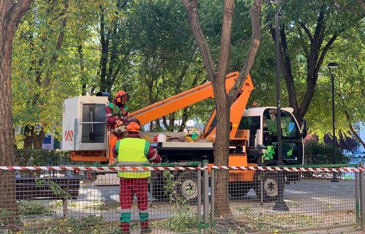 Comienza la poda y saneamiento de más de 4.500 árboles en Sanse