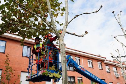 Comienza la campaña de poda para reducir riesgos en la vía pública