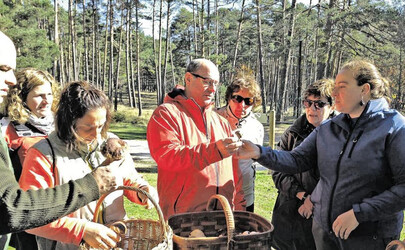 Dónde se pueden recoger setas este otoño en Madrid: los permisos, las zonas y las fechas que hay que conocer