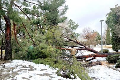 La nevada ocasiona en Alcobendas daños por valor de 5,4 millones de euros