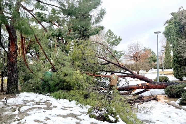 La nevada ocasiona en Alcobendas daños por valor de 5,4 millones de euros