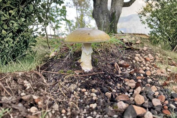 Jornada de micología con charla y paseo en San Sebastián de los Reyes