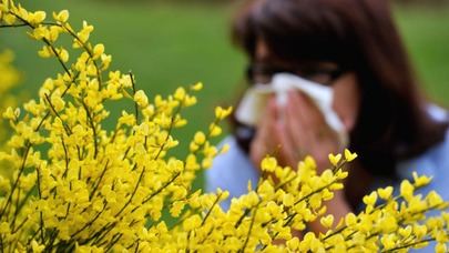 Niveles de polen disparados y mayor riesgo para alérgicos