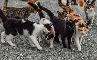 El Ayuntamiento de Sanse reitera la prohibición de alimentar gatos en colonias felinas
