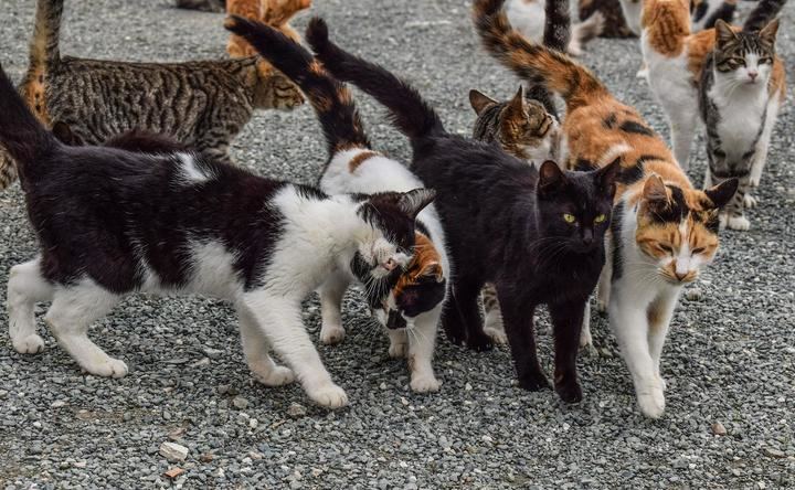 El Ayuntamiento de Sanse reitera la prohibición de alimentar gatos en colonias felinas