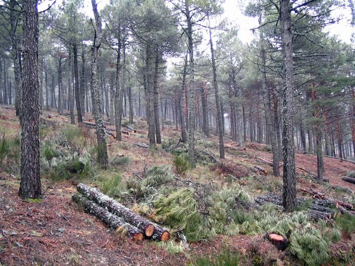 Recomendaciones de la Comunidad para la poda de madera en montes para uso doméstico