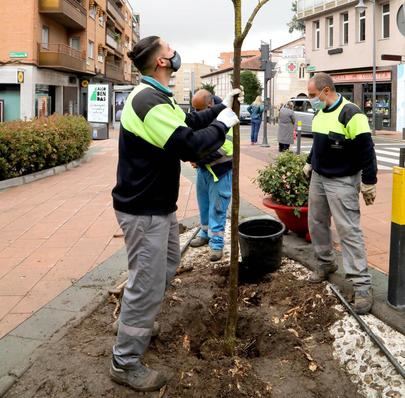 Alcobendas planta 1.028 árboles tras el paso de Filomena