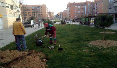 El Ayuntamiento de Alcobendas analiza el estado de 2.500 árboles