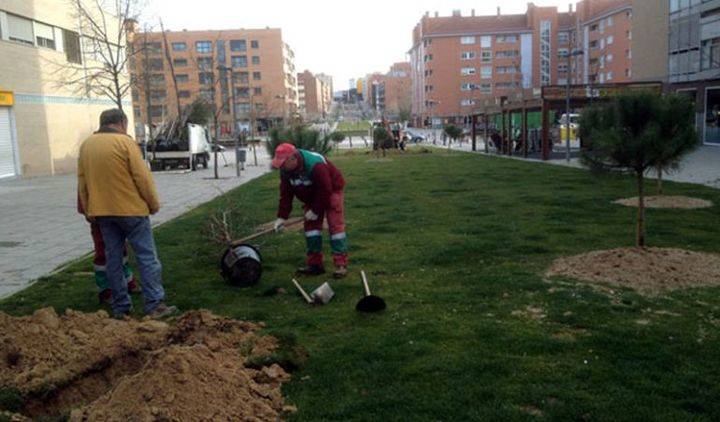 El Ayuntamiento de Alcobendas analiza el estado de 2.500 árboles