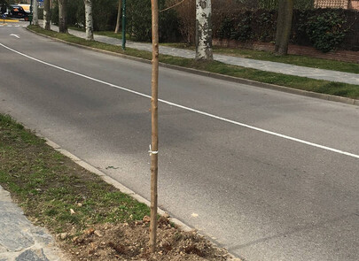 La Urbanización renueva su arbolado con la plantación de 91 nuevos ejemplares