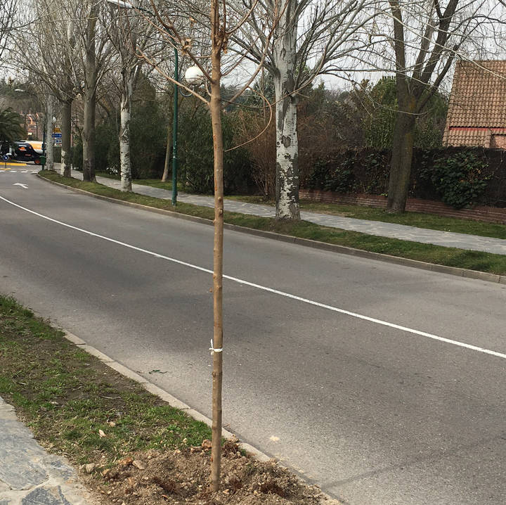 Imagen de un árbol plantado en El Soto de La Moraleja por la entidad de conservación