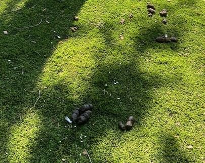 Vecinos del Soto de La Moraleja denuncian aumento de excrementos de perros