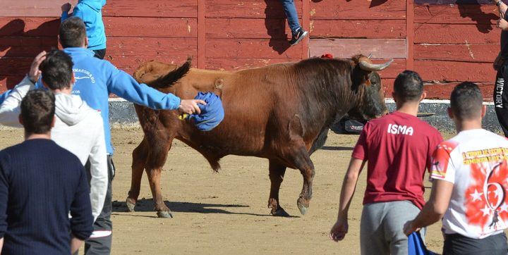 Llegan a Sanse dos capeas solidarias