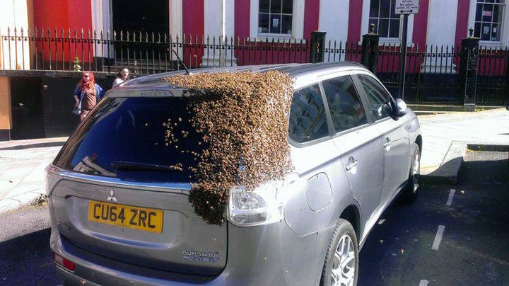 20.000 abejas persiguen un coche durante 24 horas