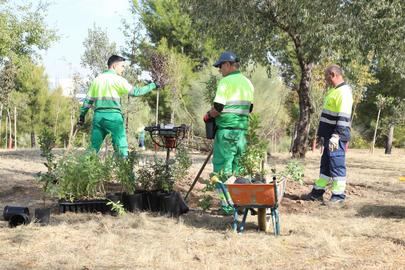 Alcobendas inicia reforestación con 5.288 plantas autóctonas gracias a convenio con la Comunidad de Madrid