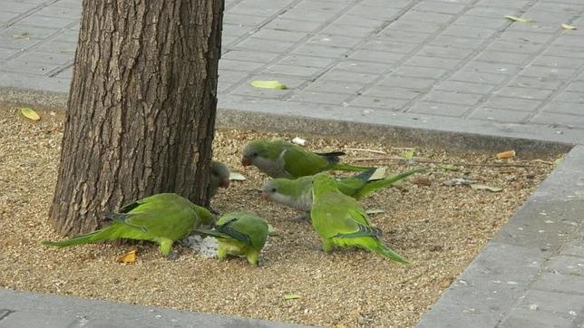 Imagen de cotorras alimentándose en un árbol 