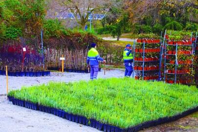 Abierto el plazo para solicitar plantas de la Campaña Verde 2025 en octubre