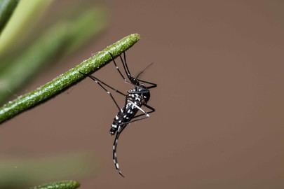 Sanse lanza recomendaciones para combatir el mosquito tigre