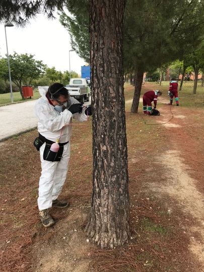 Se activa el plan de prevención contra la plaga de la procesionaria
