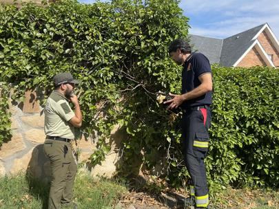 La Comunidad impulsará la sustitución de arizónicas por especies menos inflamables