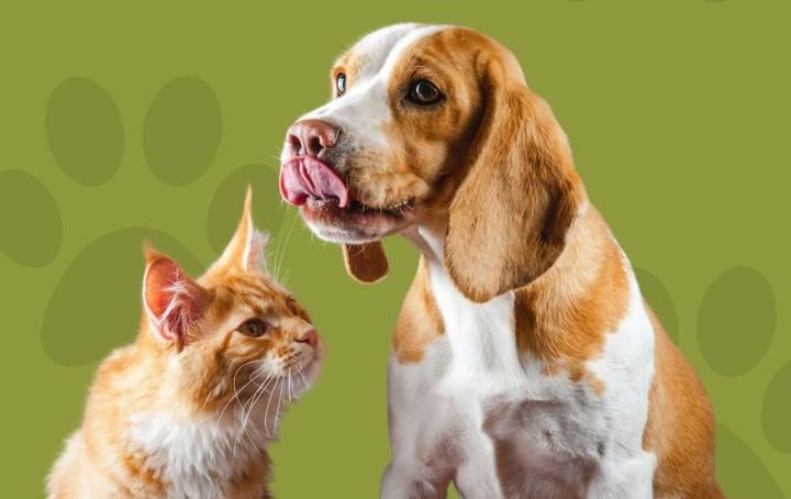 Jornada sobre bienestar animal se llevará a cabo el 9 de junio en Sanse