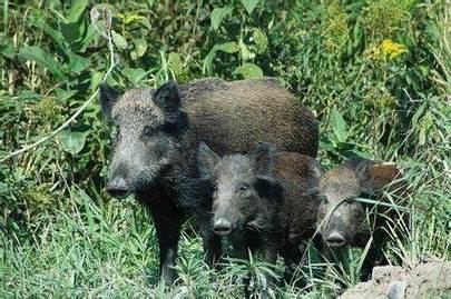Aparición de jabalíes en las zonas urbanas de Sanse